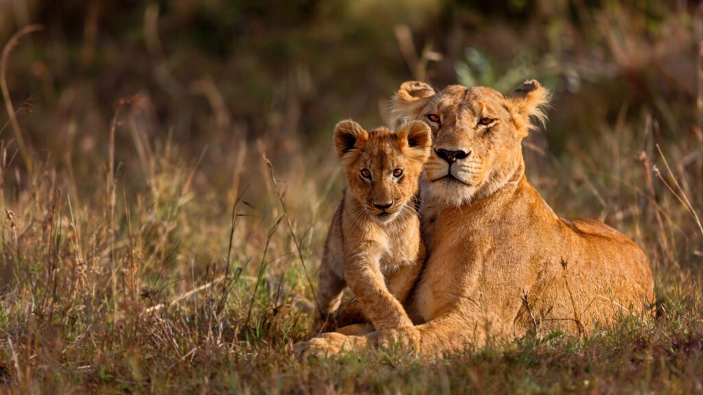 Big Five Kruger - andBeyond