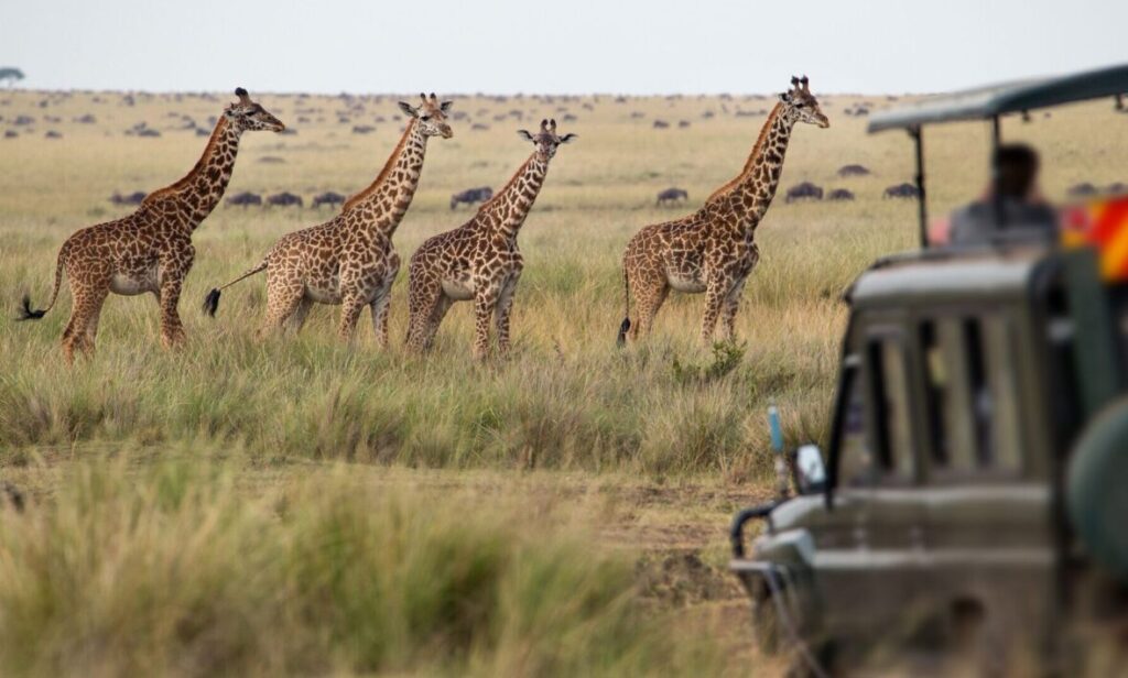 Estação chuvosa no Kruger National Park - Contiki