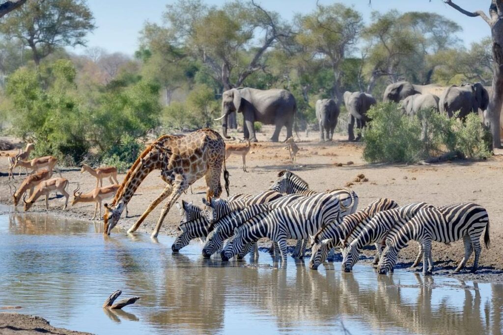 Estação seca no Kruger National Park - Naturetrek