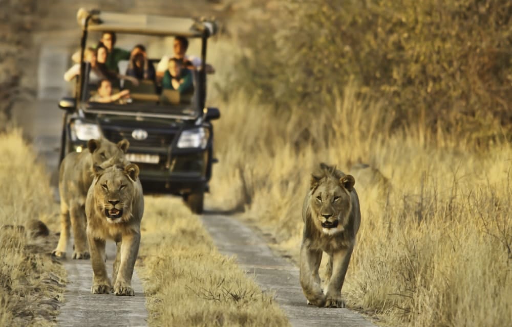 Game Drive Safari Guiado no Kruger - Petnah Africa Tours