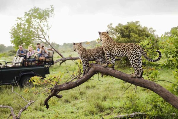 Kruger National Park - TripSavvy
