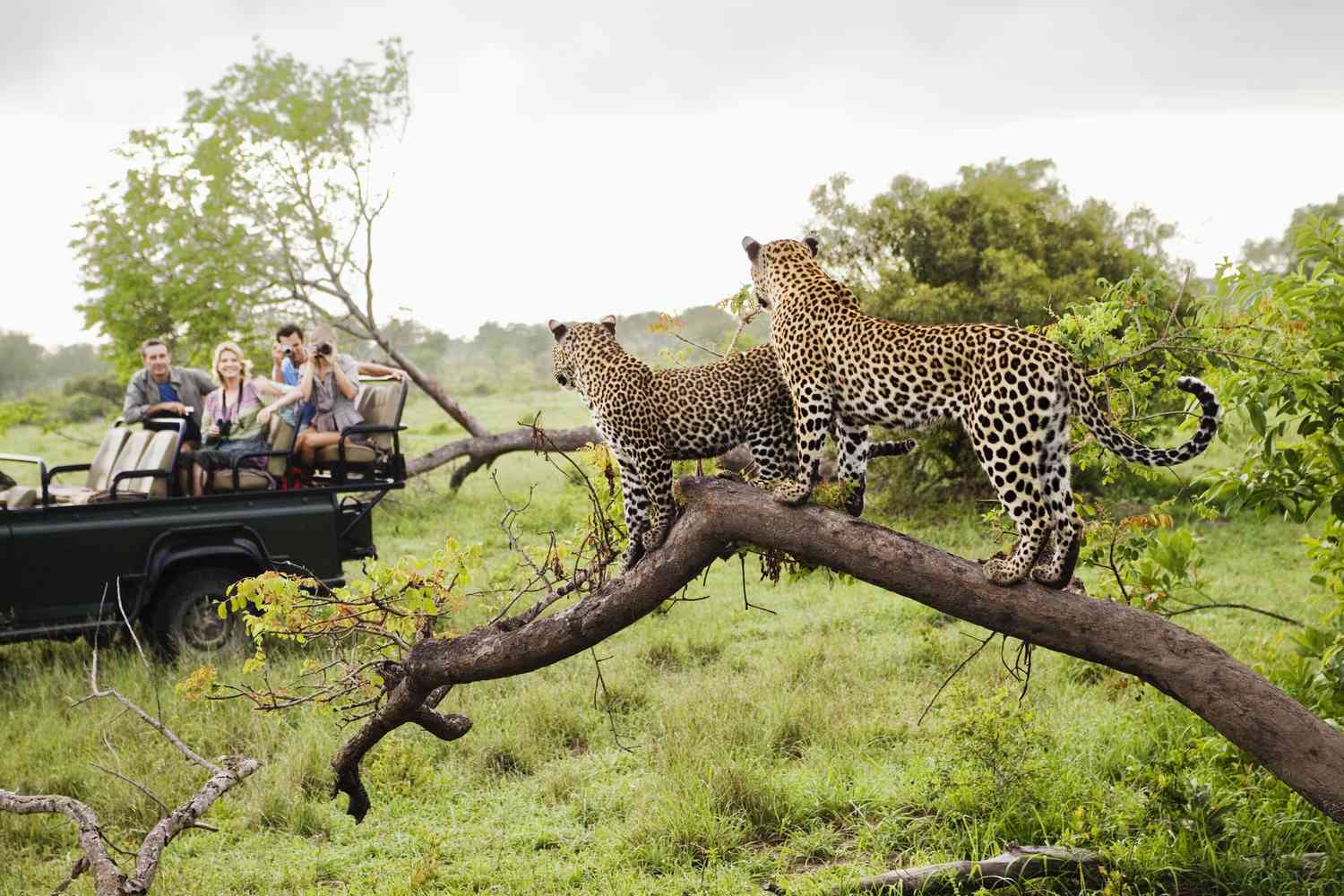 Kruger National Park - TripSavvy