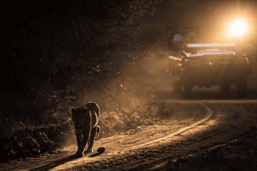 Night Drive Safari a noite Kruger - JENMAN African Safaris