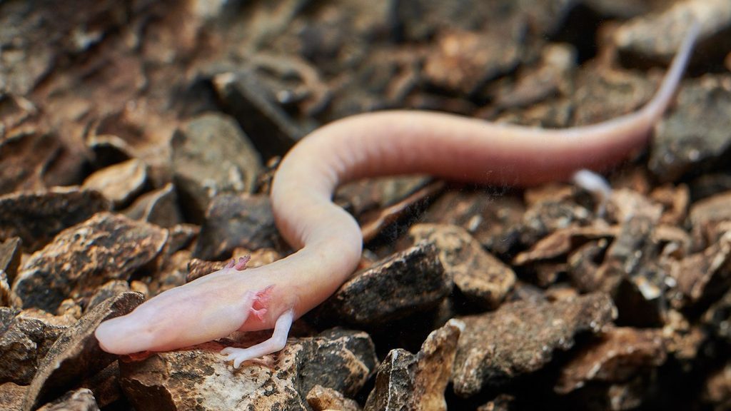 Olm postojna Cave Baby Dragon Eslovenia - CNN