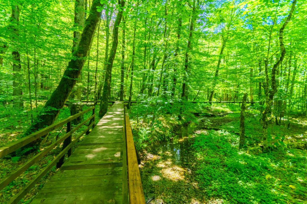 A grande floresta do Biogradska Gora National Park - Visit Montenegro