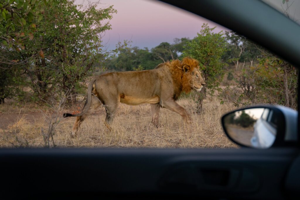 Quanto custa visitar o Kruger - Museum of Wander