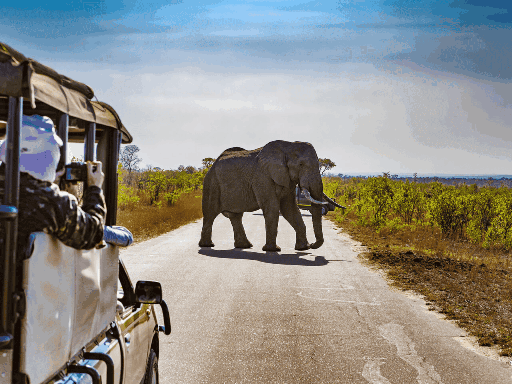 Quanto tempo ficar no Kruger - Guia da Semana