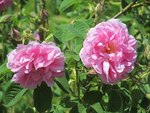 Rosa típica de Kazanlak Bulgaria - PLOVDIV TRIPS