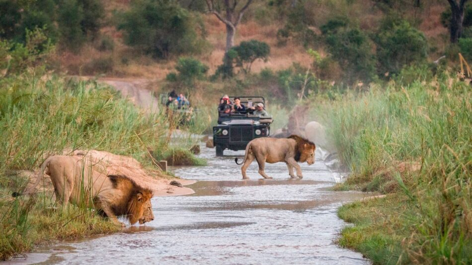 Safari no Kruger - Contiki