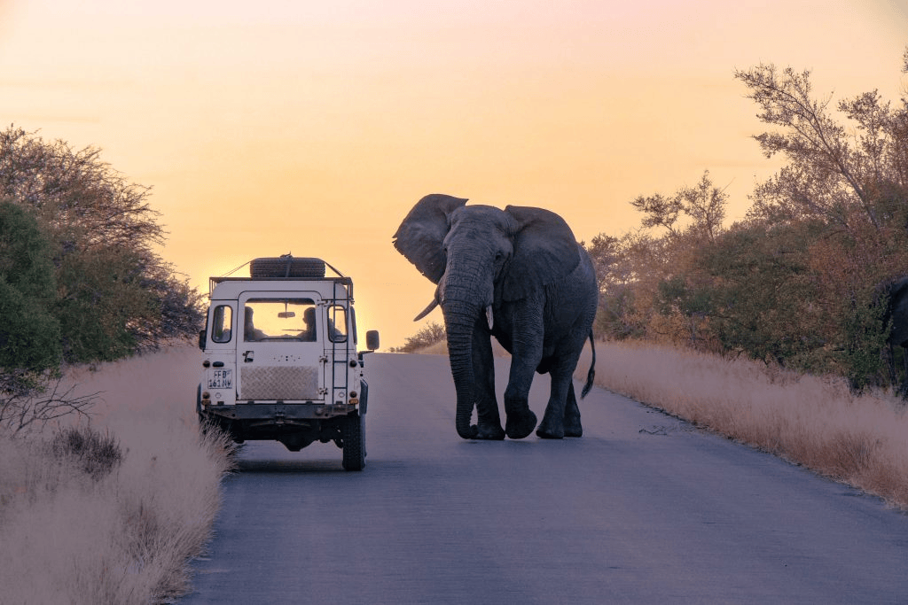 Self Drive Kruger National Park - Jackie Not In The City