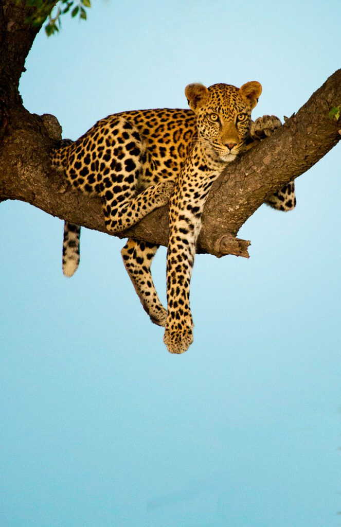 Vale a pena visitar o Kruger - Kruger 2 Kalaharis