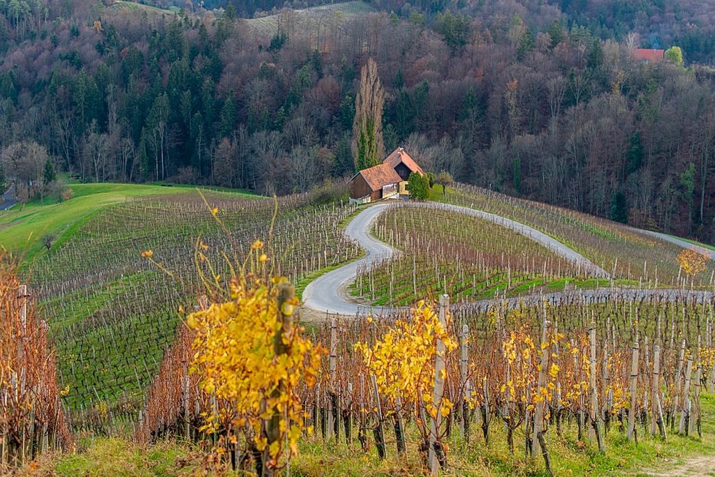 Vinho em Maribor Eslovenia - Sometimes Home