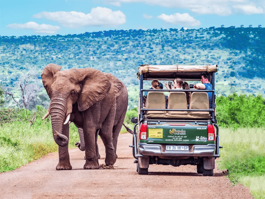 Visitar o Kruger National Park - DMM