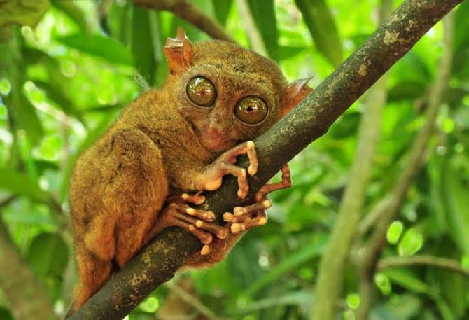 Tarsiers: os primatas nativos das Filipinas que você encontra em Bohol - The Bamboo Traveler