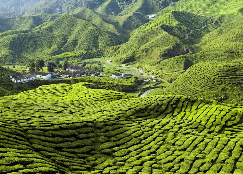 Cameron Highlands Malasia - Audley Travel