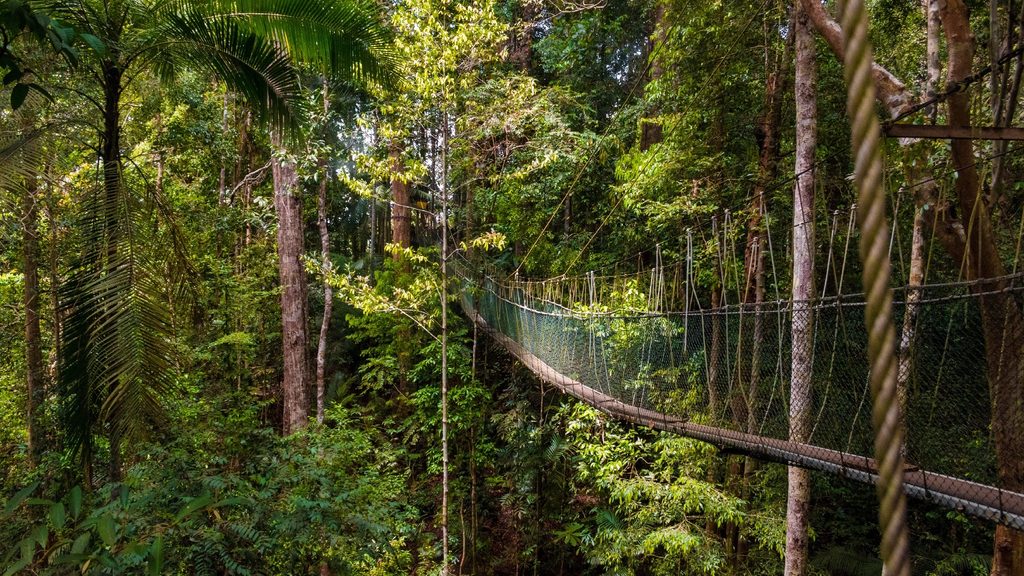 Canopy Walkway Taman Negara Malasia - Agoda.com