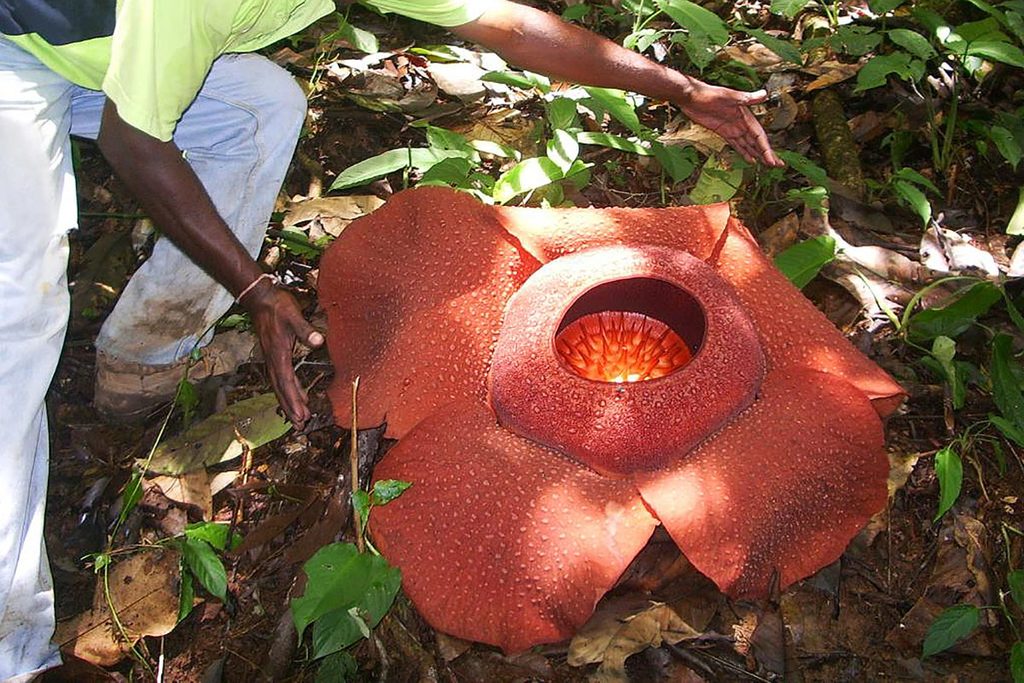Flor Rafflesia Cameron Highlands Malasia - Cameron Highlands