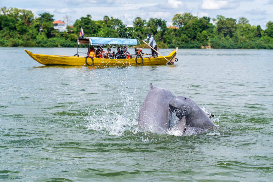 Golfinho de Irrawaddy Si Phan Don - Laos Tours