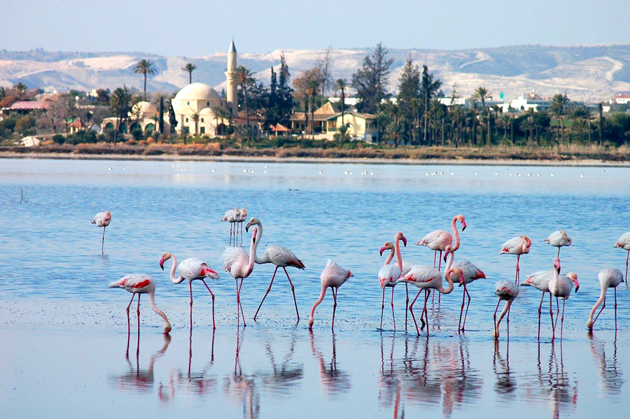Lago salgado de Lárnaca Chipre com a Hala Sultan Tekke ao fundo: temporada dos flamingos - My Cyprus Travel