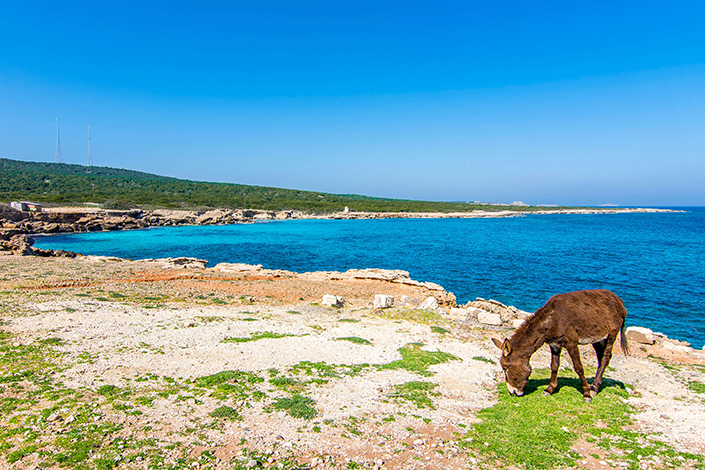 Peninsula de Karpaz Norte do Chipre - Cyprus Premier