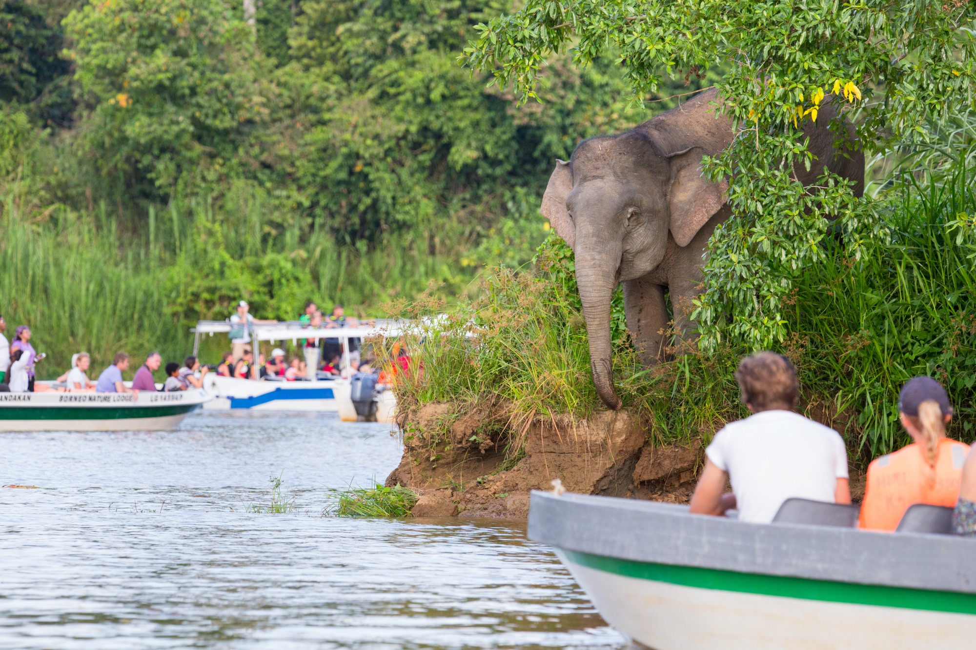 Rio Kinabatangan Malasia - Sabah Tourism Board